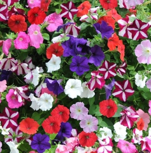 Petunia trailing mix - mix,, plug