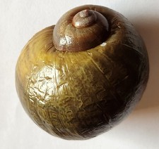 3" Authentic Apple Snail