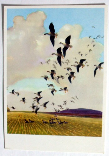 Postcard pinkfooted geese - postcard,