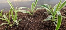 3x Spider Plant variegated  /