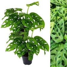 2 x Monstera obliqua Monkey