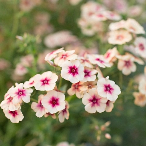 Pick mix premium - &, phlox