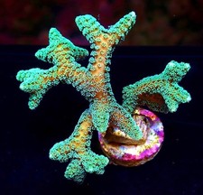 FIBRE OPTIC SERIATOPORA