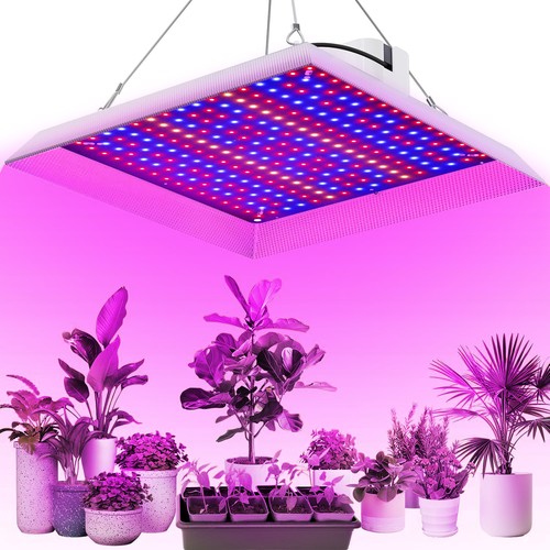 Led grow light plant - grow, growing