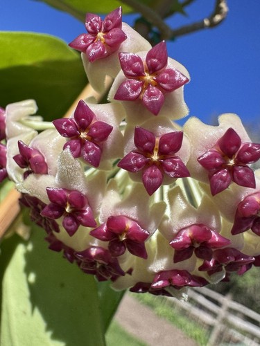 Hoya aldrichii christmas - aldrichii,