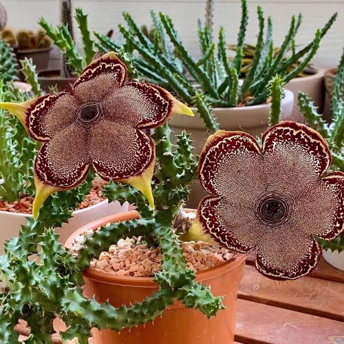 6cm succulent cactus plant - cactus,