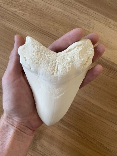 Replica megalodon shark - megalodon,