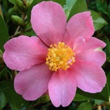 Camellia sasanqua Hugh Evans  2L pot winter flowering camellia 25-30cm tall