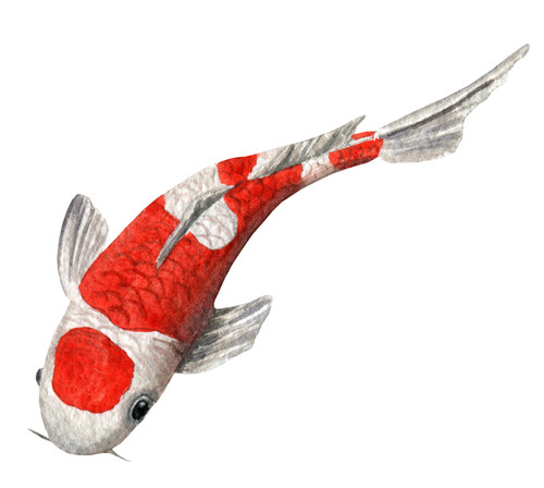 Koi carp fish - pond, self