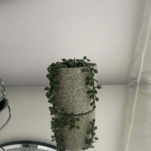 String buttons - string, (crassula)