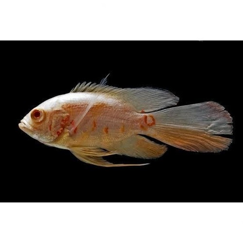 Albino tiger oscar - albino, longfin