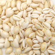 50 Pcs Bulk Cut Sea Shell