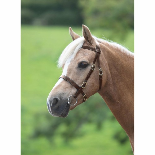 Shires velociti gara - velociti,