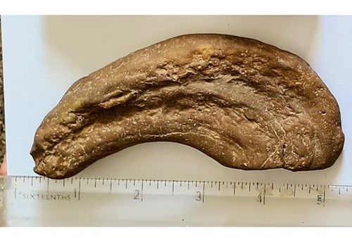 Genuine dinosaur track uk - track,