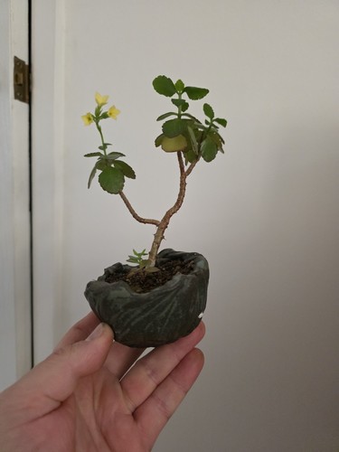 Accent plant walsall - plant,