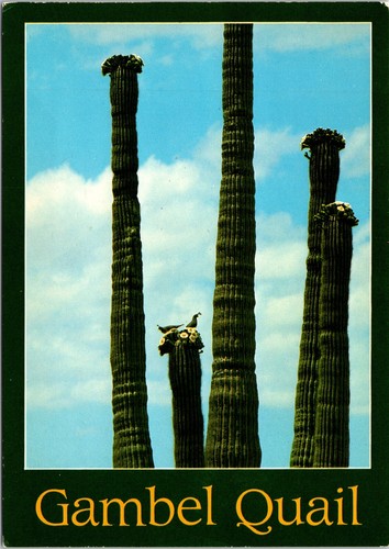 Gambel quail postcard - gambel,