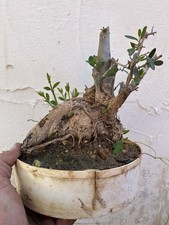 Olive Bonsai