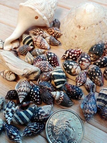 X50 dark seashells small - dark,