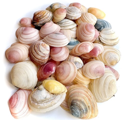 Craft sea shells small sturdy - sea,