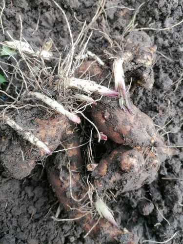 2kg organic home grown - 2kg,