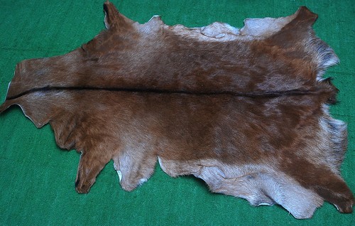 New goat hide - on, area