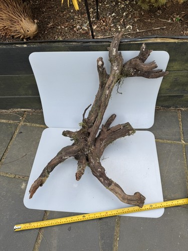 Fish tank bogwood - tank, aquarium