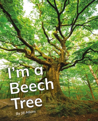 Beech tree - a,