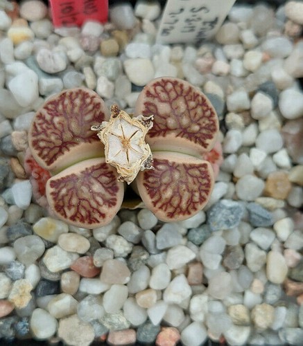 Lithops julii kikusiyo - lithops, ‘kikusiyo