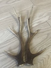 PAIR OF SIKA DEER ANTLERS,  420g. aprox.39cm.