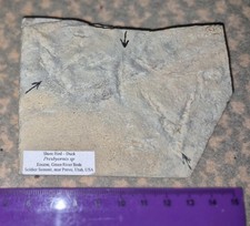 Collection of fossils - Crocodile, Turtle,  Duck prints, Amphibian etc