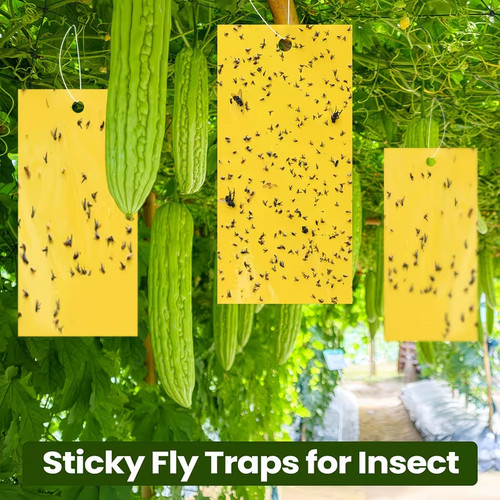 Yellow sticky fly trap fruit - fly,