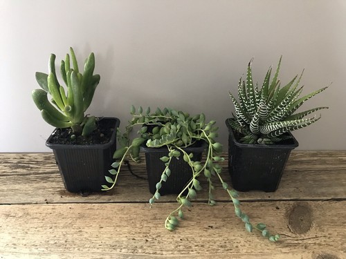 Succulents money tree - money,