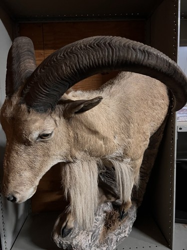 Barbary sheep - barbary,