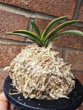 Vanda Falcata 'SHIRAGI' RARE