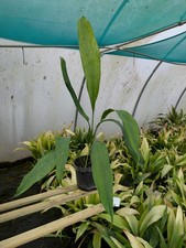 Large Aspidistra sichuanensis