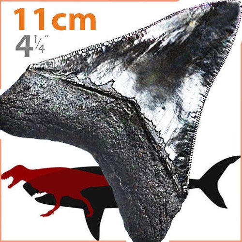 11cm megalodon - -,