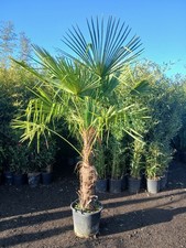 Trachycarpus fortunei Fan Palm