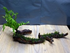Java Fern Windelov + Moss on