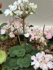 5 SEEDS - Pelargonium Ambrose