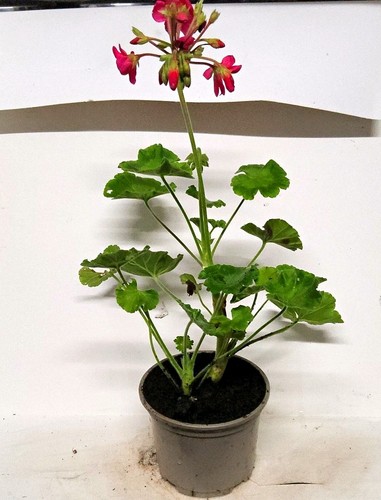 Pink geranium - geranium, (pelargonium)