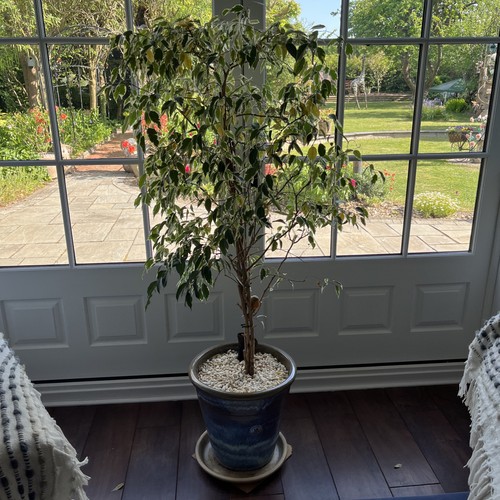 Weeping fig houseplant - fig,