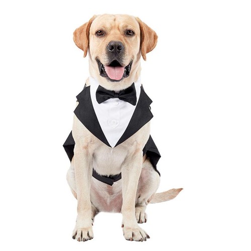 Dog tuxedo costume with - costume, collar