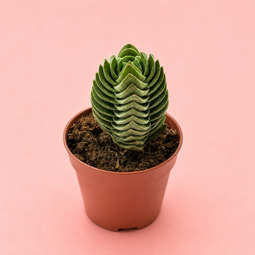 Crassula buddha temple - buddha's,