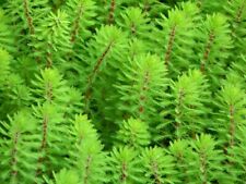 Pond Oxygenating Plants Water Milfoil Myriophyllum Spicatum MON-THURS POST