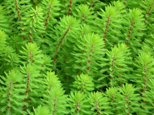 Pond oxygenating plants water - plants,