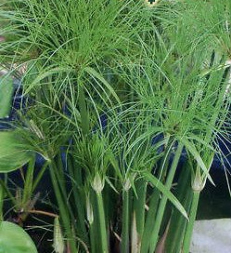 Cyperus papyrus umbrella plant - papyrus,