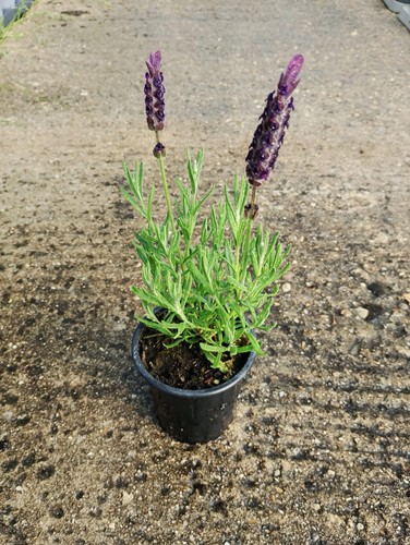French lavenders 9cm pots - lavenders, in