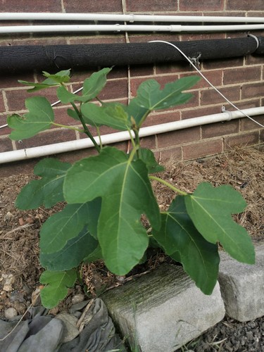 Small fig plant - small,