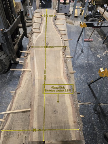 Oak live edge - live, dried