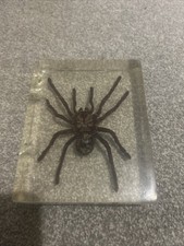 Resin Spider Nature Insect